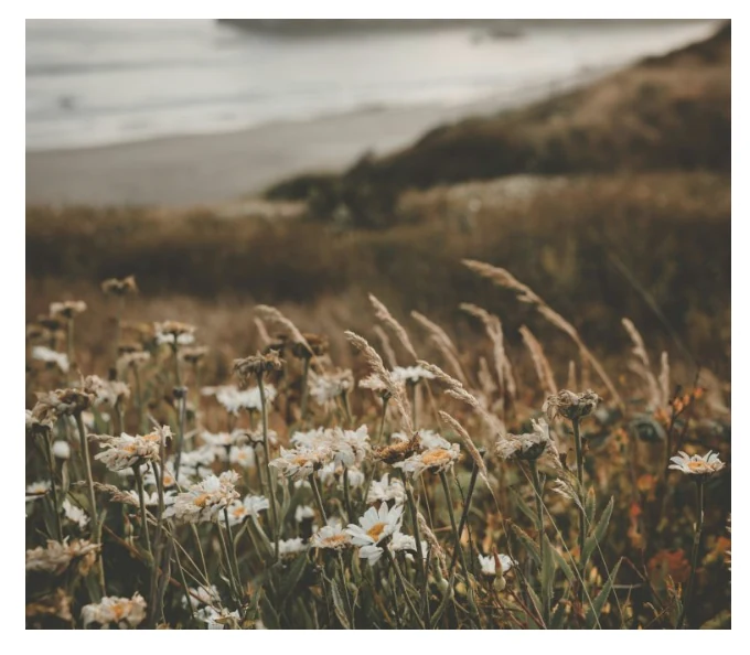 Wildflowers and grasses along a quiet shoreline