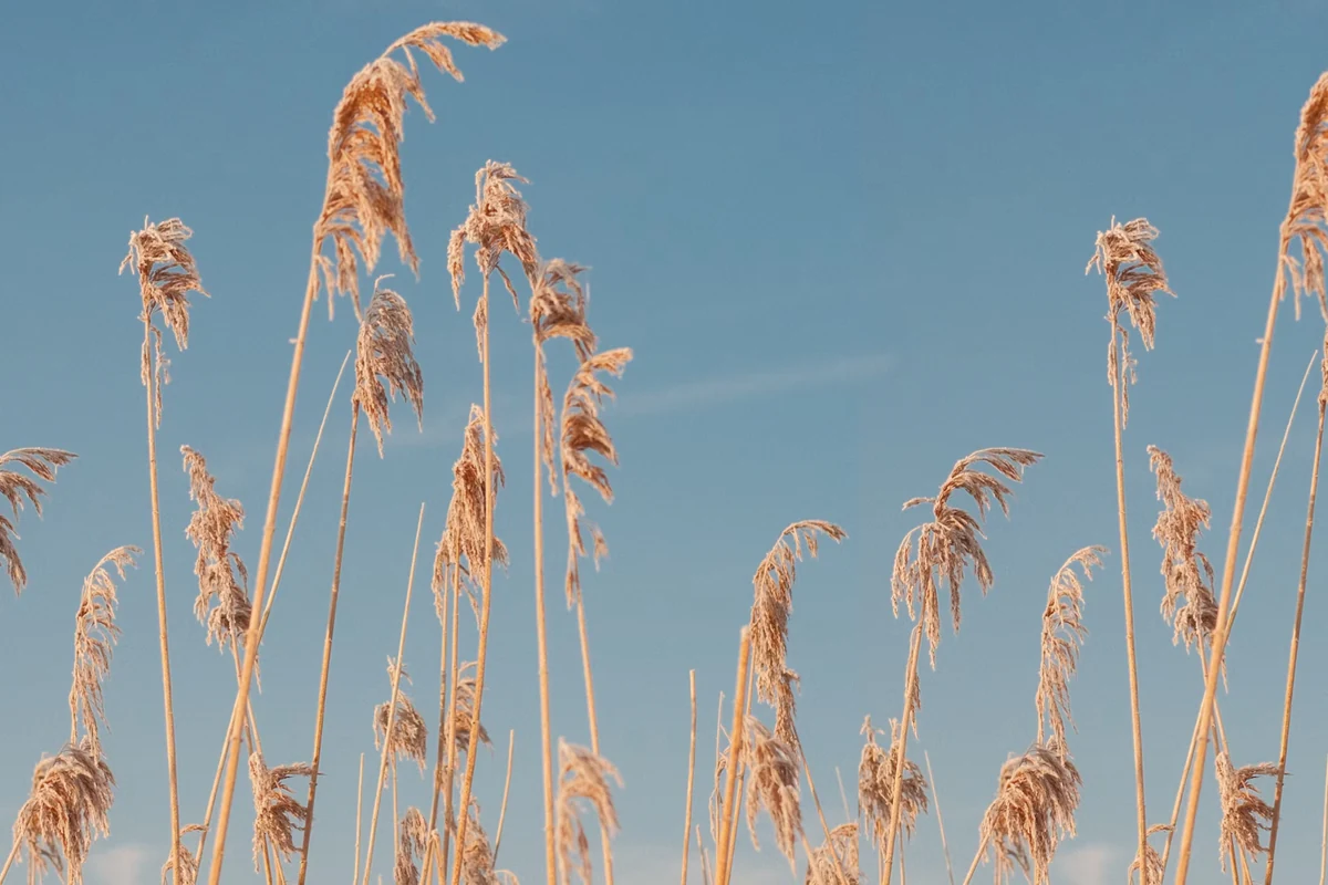 Golden reeds reaching into a clear blue sky