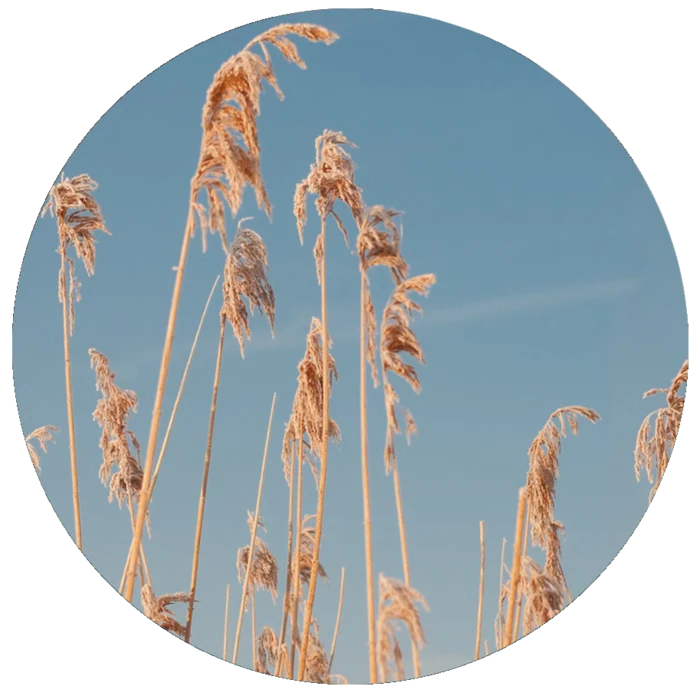 Golden reeds against a blue sky
