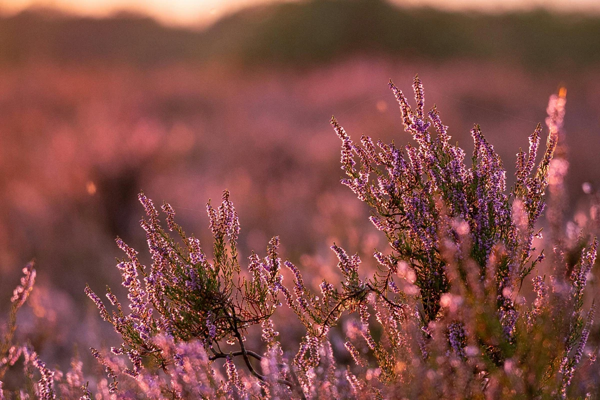 Soft pink heather flowers in gentle light