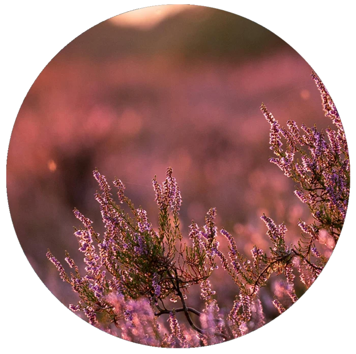 Soft pink heather flowers