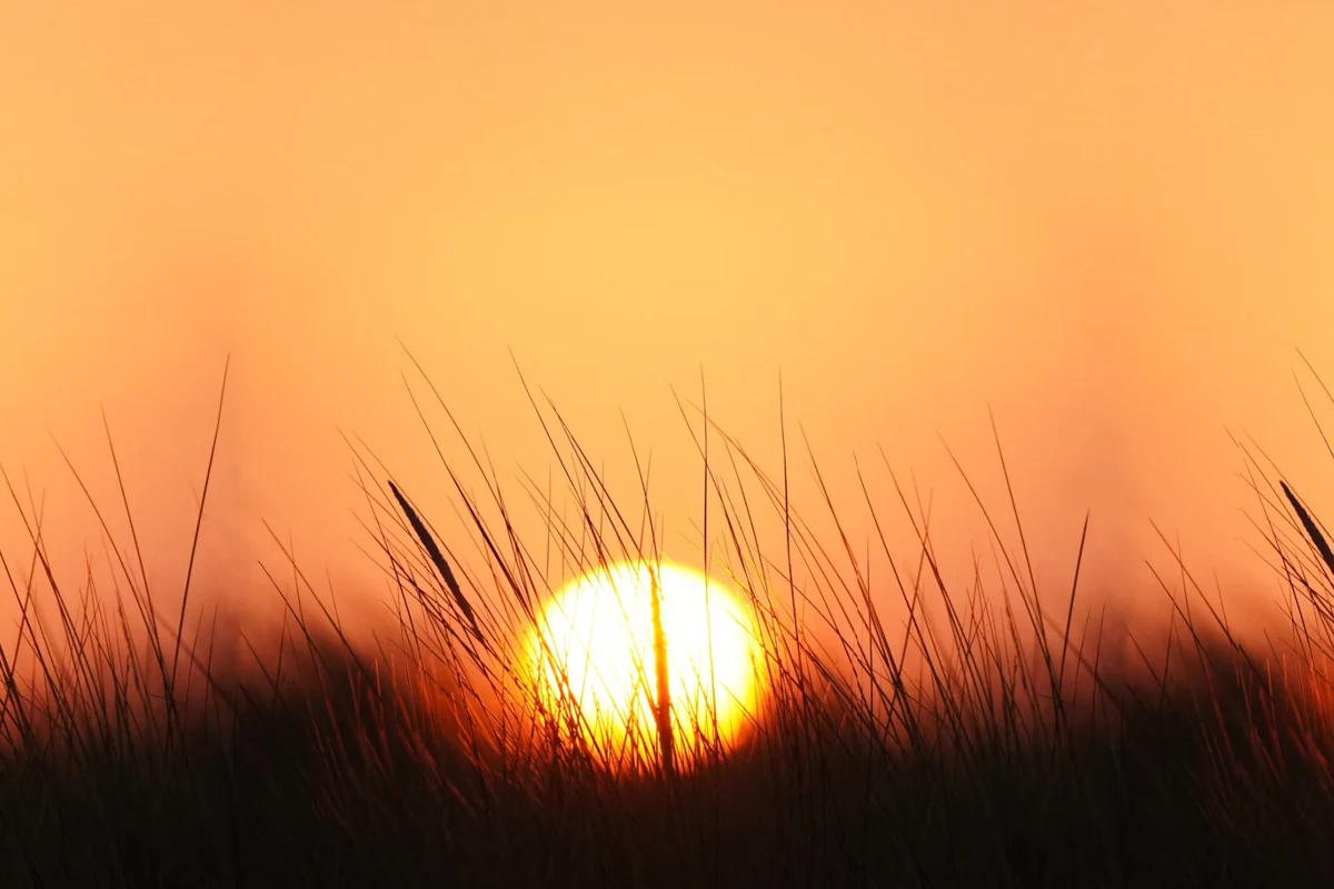 Warm sunset glowing through tall grasses