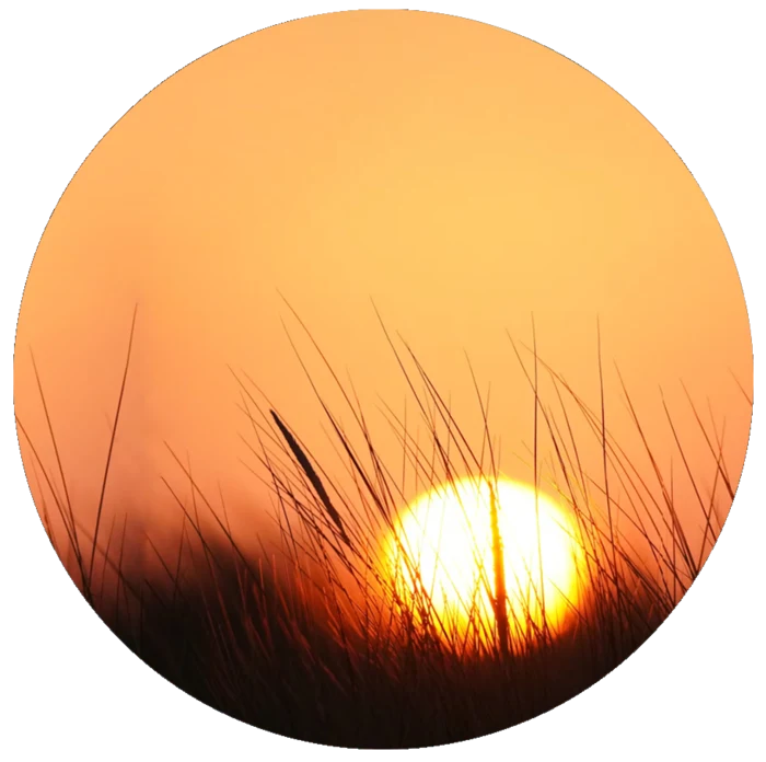 Warm sunset through tall grasses