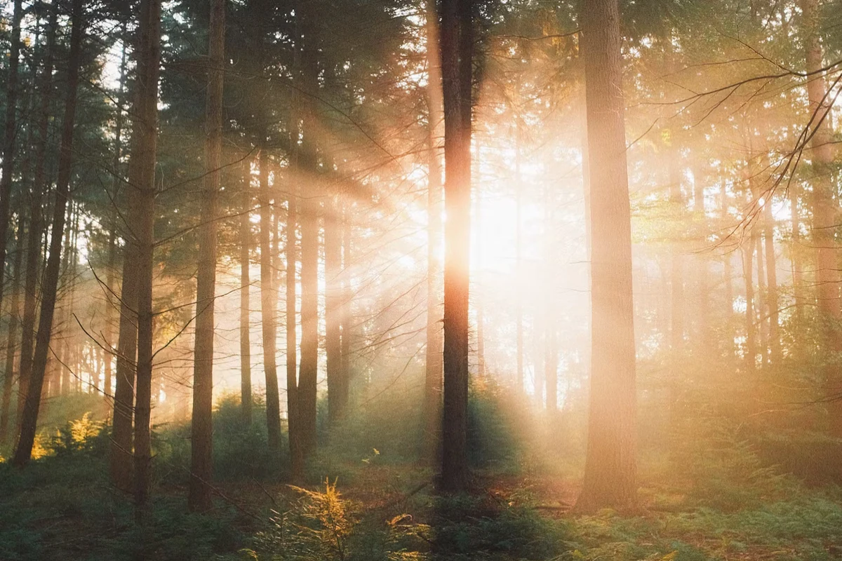 Sunlight streaming through a quiet forest