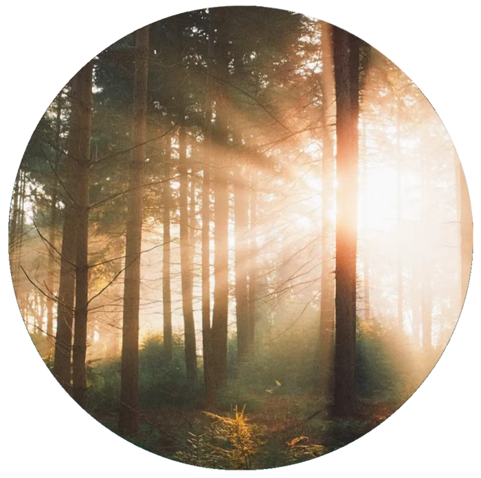 Sunlight filtering through a quiet forest